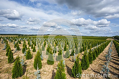 Plantation of young conifers in greenhouse with a lot of plants Stock Photo