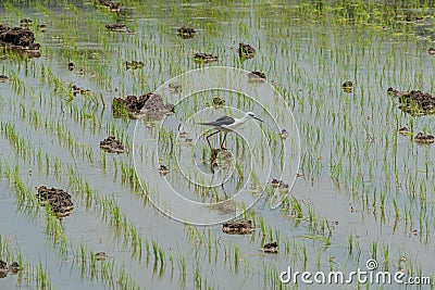 Plantation young rice field bird find feeding Stock Photo