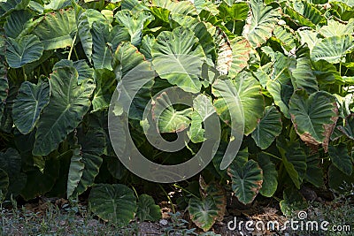Plantationf of Colocasia esculenta tropical plant grown primarily for its edible corms, root vegetable taro Stock Photo
