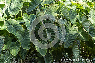 Plantationf of Colocasia esculenta tropical plant grown primarily for its edible corms, root vegetable taro Stock Photo