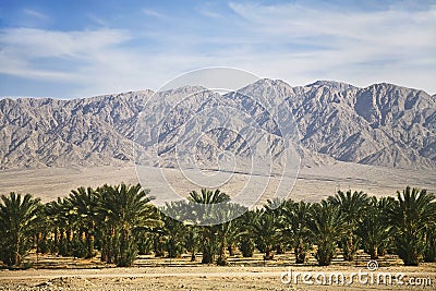 Plantations of dates palms in Israel Stock Photo