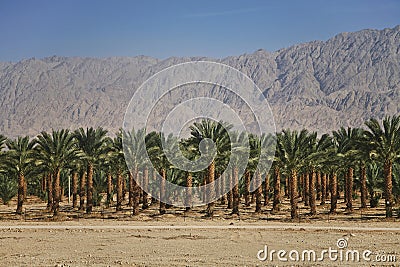 Plantations of dates palms in Israel Stock Photo