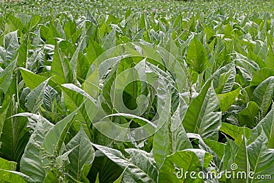 Plantations in Ransol, Andorra Stock Photo