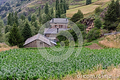 Plantations in Ransol, Andorra Stock Photo