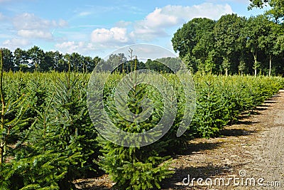 Plantatnion of young green fir Christmas trees, nordmann fir and Stock Photo