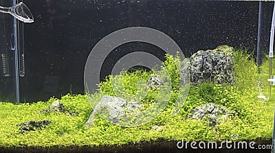 Planted aquarium Stock Photo