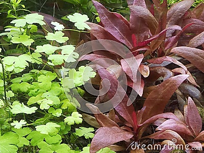 Planted aquarium in india with red plants Stock Photo