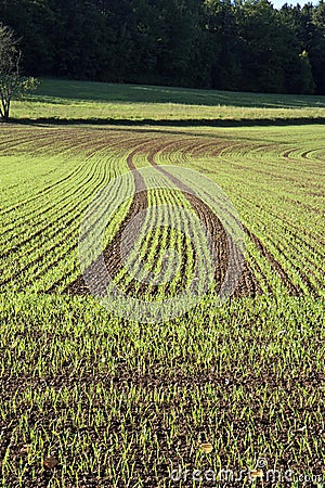 Planted Field Stock Photo