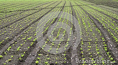 Planted Field Stock Photo