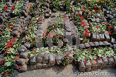 Planted flowers Stock Photo