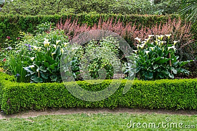 Planted garden with blooming Calla Lily Stock Photo