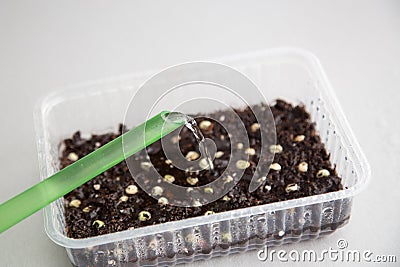 Planted pea seeds in a container watered from a watering can. Part 5 of step by step instructions Stock Photo