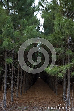 Planted Pines Stock Photo