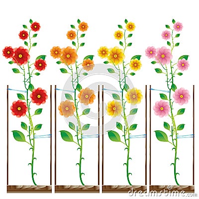 Planted roses in different color Vector Illustration