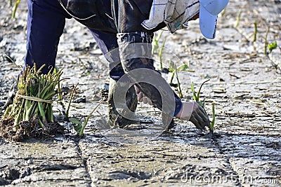 Planted taro. Editorial Stock Photo