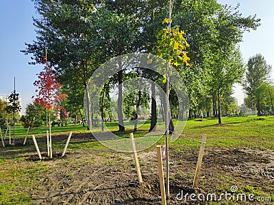Planted trees in a row in city park at spring in sunny day, ecology concept Stock Photo