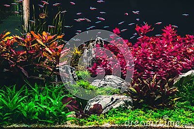 Planted tropical aquarium with neon Stock Photo