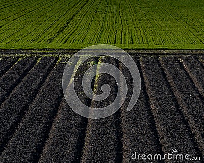 Planted versus plowed agricultural field side-by-side Stock Photo