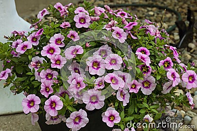 a planter full of purple Million Bells blossoms Stock Photo