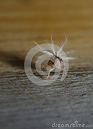 Planthopper closeup Stock Photo