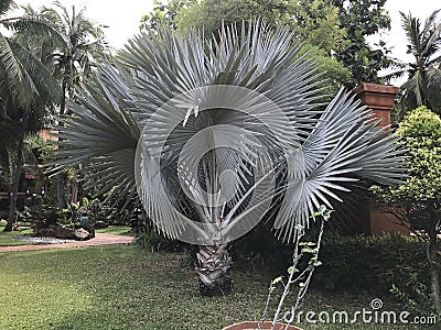 Bismarckia nobilis or Bismarck palm. Stock Photo