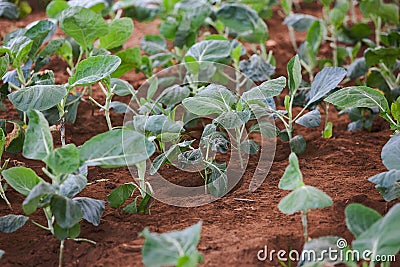 Planting cabbages, closeup. industry in africa Stock Photo