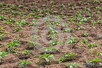 Planting cabbages, closeup. industry in africa Stock Photo