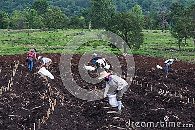 Planting in cassava field. Editorial Stock Photo
