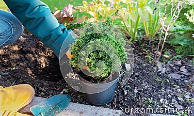 Planting container plants with a closed horse system in the garden in the fall. Picea glauca Alberta Globe in landscape design. A Stock Photo