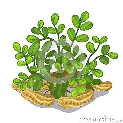 Planting and cultivation of cashew. Vector Vector Illustration