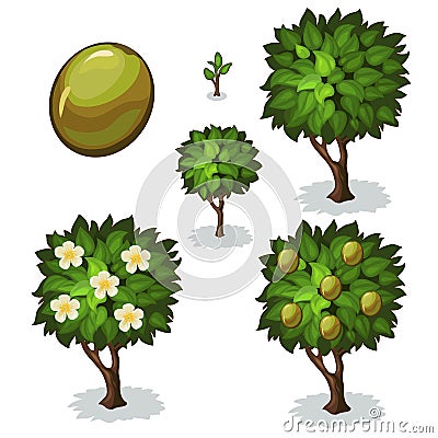 Planting and cultivation of olive. Vector Vector Illustration