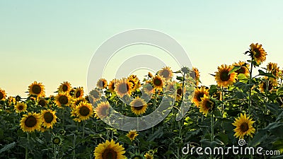 Planting or cultivation of sunflower Stock Photo