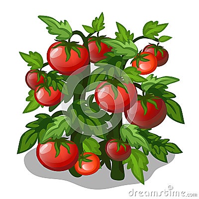 Planting and cultivation of tomato. Vector Vector Illustration