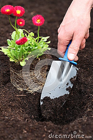 Planting daisy seedling Stock Photo