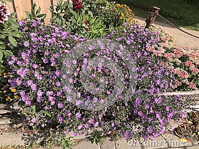 Planting European michaelmas daisy or Aster amellus or Purple dome aster or Purple aster in Lithuania. Stock Photo