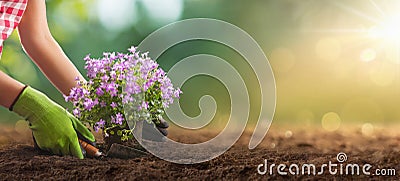 Planting Flowers in a Garden Closeup Stock Photo