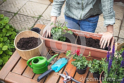 Planting geranium seedling into flower pot Stock Photo