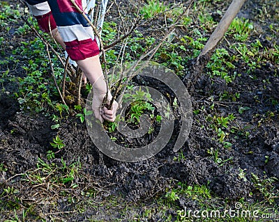 Planting a gooseberry Bush in soil Stock Photo