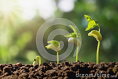 planting growing step with green nature background Stock Photo