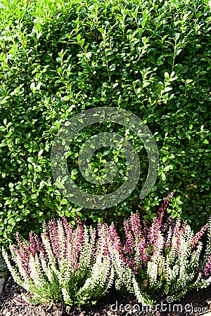 Planting heather autumn on grave yard Stock Photo