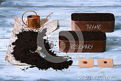 Planting herbs seeds Stock Photo