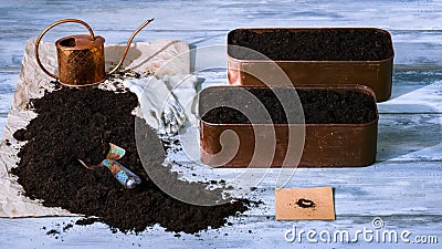 Planting herbs seeds Stock Photo