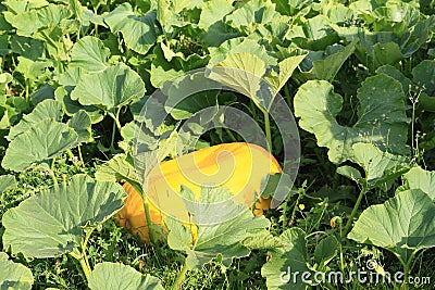 Huge yellow pumpkin Stock Photo