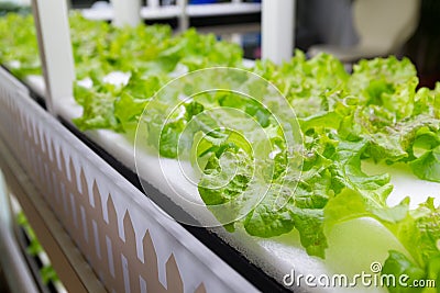 Planting hydroponics system close up Stock Photo
