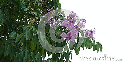 Planting ivy, climbing vines on a wooden frame on a white background with copy space. Stock Photo