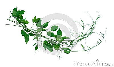 Planting ivy, climbing vines on a wooden frame on a white background with copy space. Stock Photo