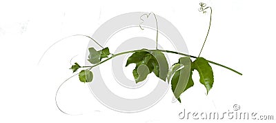 Planting ivy, climbing vines on a wooden frame on a white background with copy space. Stock Photo