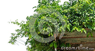 Planting ivy, climbing vines on a wooden frame on a white background with copy space. Stock Photo