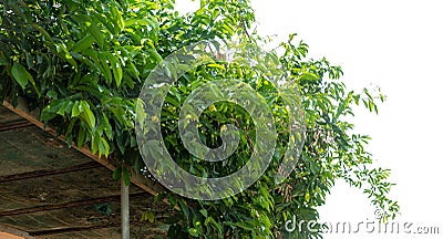 Planting ivy, climbing vines on a wooden frame on a white background with copy space. Stock Photo