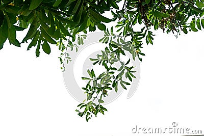 Planting ivy, climbing vines on a wooden frame on a white background with copy space. Stock Photo